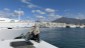 Banus