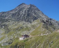 Habicht 