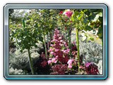 52-Zwischen herrliche Rosen