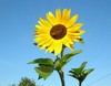  Gelbe Sonnenblume-09 