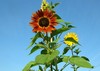  Bunte Sonnenblume-09 