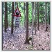  Noch ein Zug im Wald 