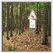  Ein Zug im Walde